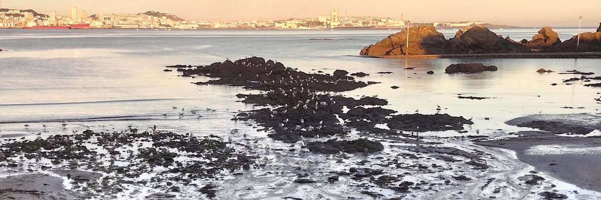 ManuelFreireEA's tweet photo. Necesario "blindar" a zona do Sorribo #SantaCruz *zona #Preludio #Hotel_Noa #PaseodaPardela #Oleiros /*Espazo protexido, refuxio de aves mariñas invernantes #Gaivota_cabecinegra #melanocephalus #gulls #Garzota #Garceta #Egretta #Virapedras #Vuelvepiedras #Arenaria_interpres https://t.co/TvVtrrxk4J