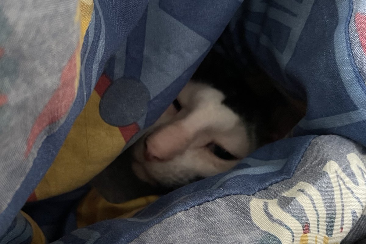 PaganPathwaysUK's tweet photo. In the latest #PaganPathwaysUK blog we're looking at the need to rest during the dark of the year. Read it at https://t.co/H0iDiuOfV3 and please share and subscribe we're off to curl up in a duvet like our #familiar!)

#paganblog #paganwriting #pagan #witchcraft #witch #wicca https://t.co/6ulqLKc8Rl