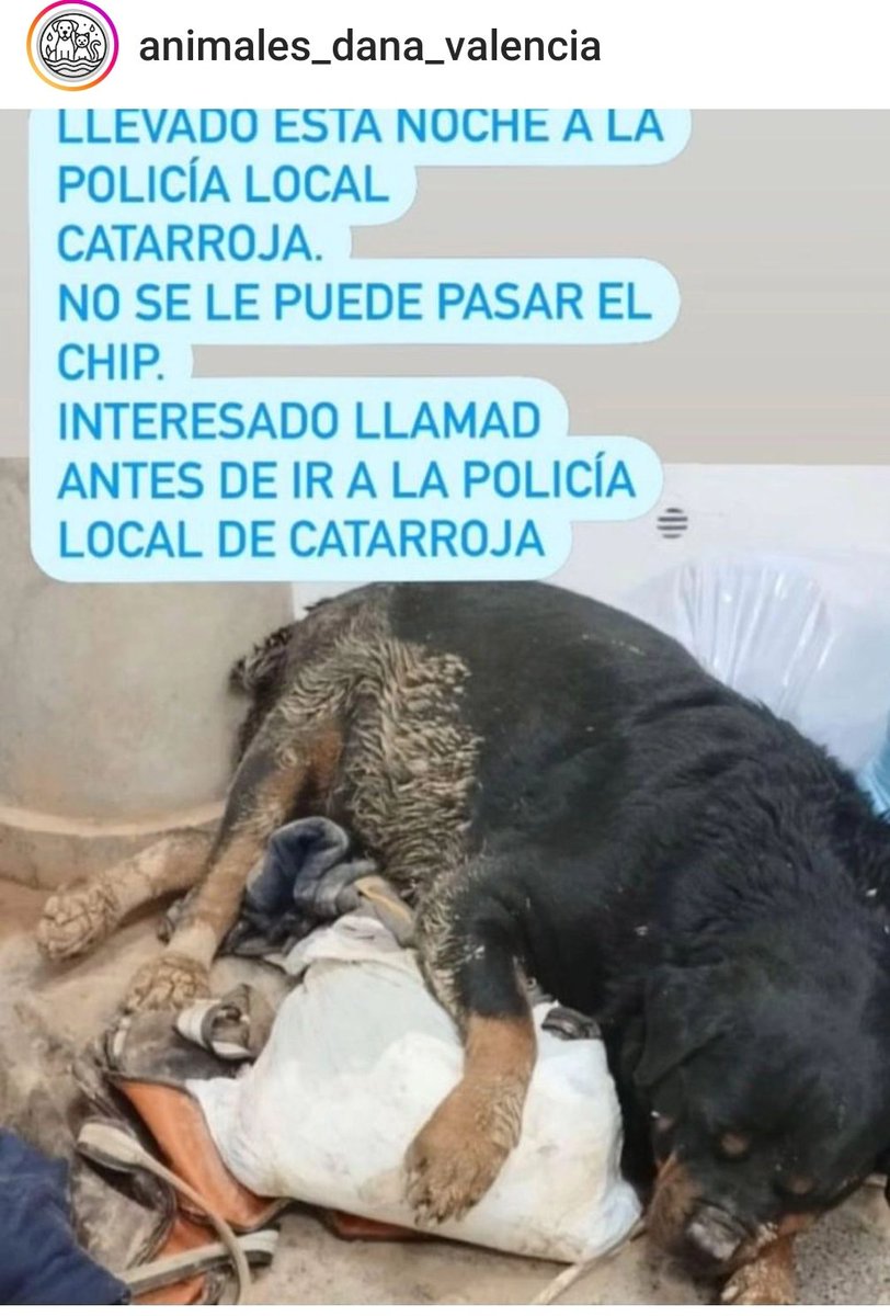 ⚠️⚠️ ENCONTRADO EN #Catarroja #valencia #ROTTWEILLER 

#DAnA #animalesencontradosDana