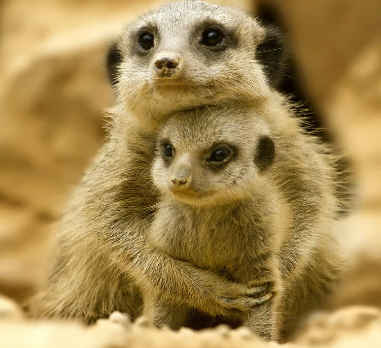 TeleMediaFr's tweet photo. 🐾 Moment de tendresse entre une maman suricate et son petit
#Suricate #Tendresse #Animaux #Douceur @animaux_planete @SuricateOrg @suricatenat @mistersuricate https://t.co/312AilNENR
