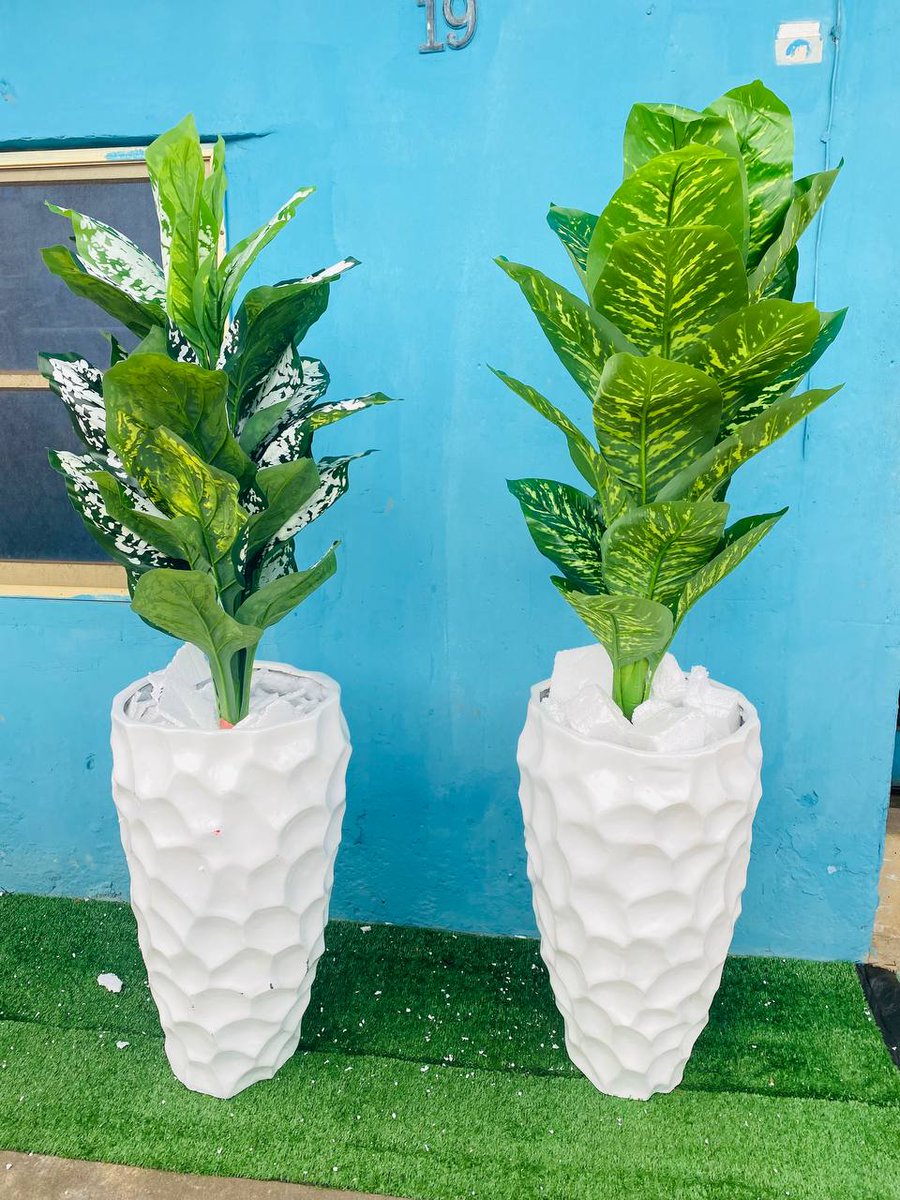 lagosdecorplug's tweet photo. Artificial potted plant combo. 😍😍

Comes exactly as seen.

Height: 6ft

Price: ₦115,000 

Location: Lagos
Nationwide delivery available.

Send a DM to place your order. https://t.co/XyJ92ZYhJ5