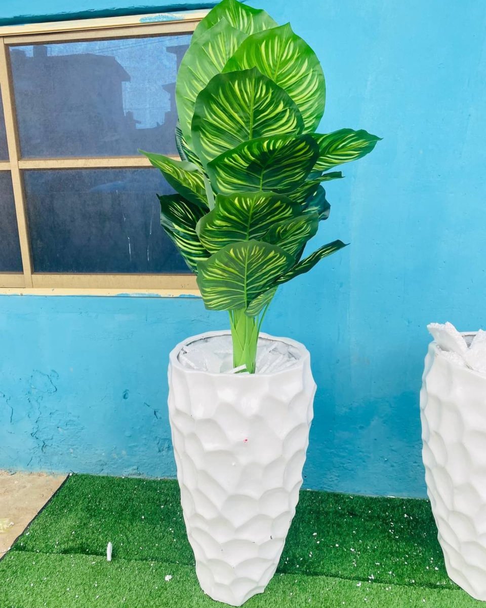lagosdecorplug's tweet photo. Artificial potted plant combo. 😍😍

Comes exactly as seen.

Height: 6ft

Price: ₦115,000 

Location: Lagos
Nationwide delivery available.

Send a DM to place your order. https://t.co/XyJ92ZYhJ5