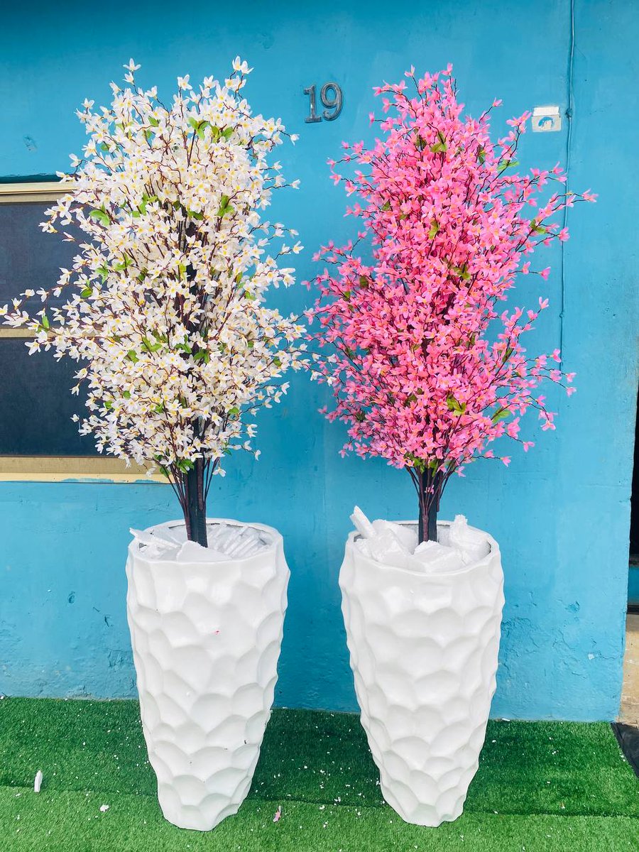 lagosdecorplug's tweet photo. Pear blossom potted plant combo. 😍😍

Comes exactly as seen.

Height: 7ft

Price: ₦105,000 

Location: Lagos
Nationwide delivery available.

Send a DM to place your order.

#interiordesign #artificialplant #flowerpots #pottedplants #decoraccesories https://t.co/y7j1qc1lvU