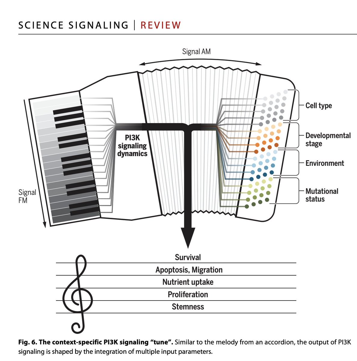 Cell signaling is context specific, as this accordion metaphor illustrates.

Here is an example from mapping the oncogenic PI3K signaling code with single-cell resolution: 
youtu.be/WiJoZCJIR8Q?si…