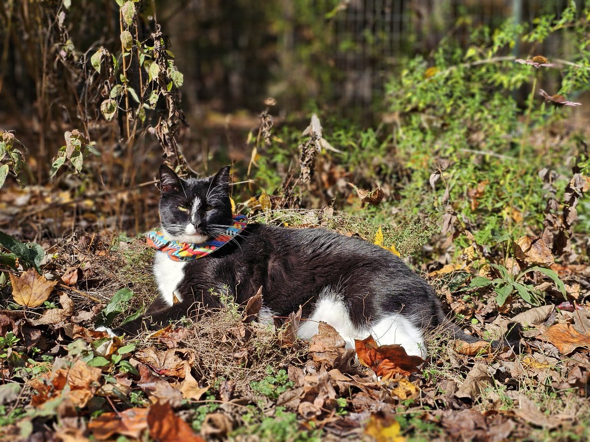 This thyme plant makes for a very soft bed. Hope the humans didn't have other plans for it.