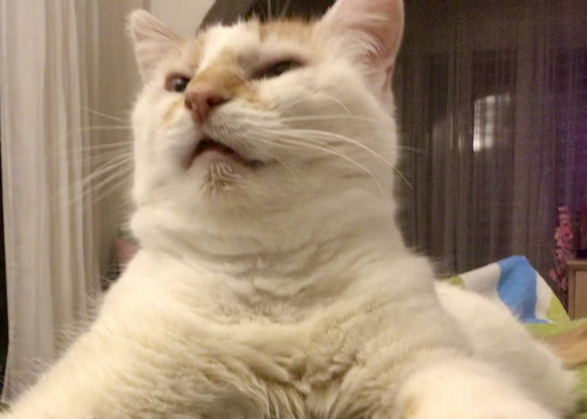 Who dares to wake me from my nap! Oh, second lunch on #caturday , that’s fine than 🐾😻🐾 - signed Bella