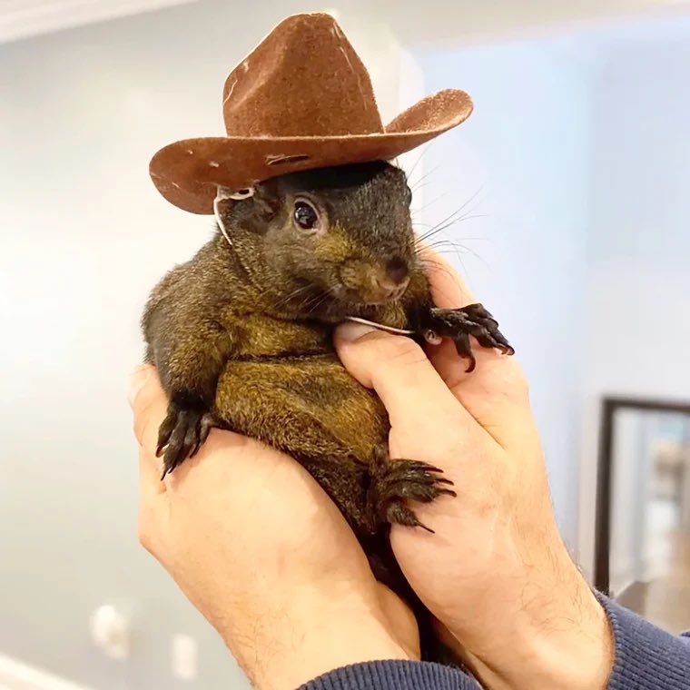 We have to win this election for Peanut. 🐿️