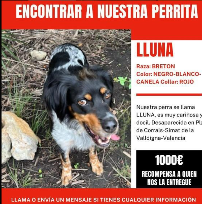 siviaromera1's tweet photo. Se ha perdido por favor si la ves contacta con el 📞647478498❤️🙏
#perrosdanavalencia
#perdidosdana https://t.co/mdsWyxOroG