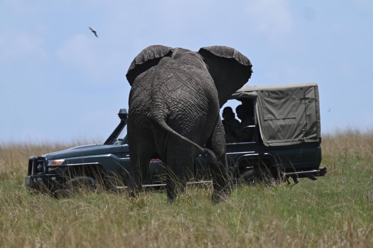 MaraElephant's tweet photo. Indv 948, a conflict-prone bull elephant in the MEP database, recently received a new solar-powered @STL_Tracking collar. On October 26, he was collared in Mara North Conservancy with the support of @kwskenya (KWS) Vet Dr. Njoroge. https://t.co/oc0q2mUTKt