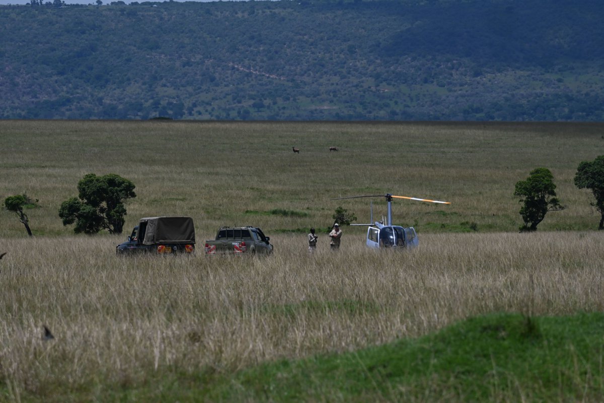 Indv 948, a conflict-prone bull elephant in the MEP database, recently received a new solar-powered <a href="/STL_Tracking/">Savannah Tracking Ltd</a> collar. On October 26, he was collared in Mara North Conservancy with the support of <a href="/kwskenya/">Kenya Wildlife Service</a> (KWS) Vet Dr. Njoroge.