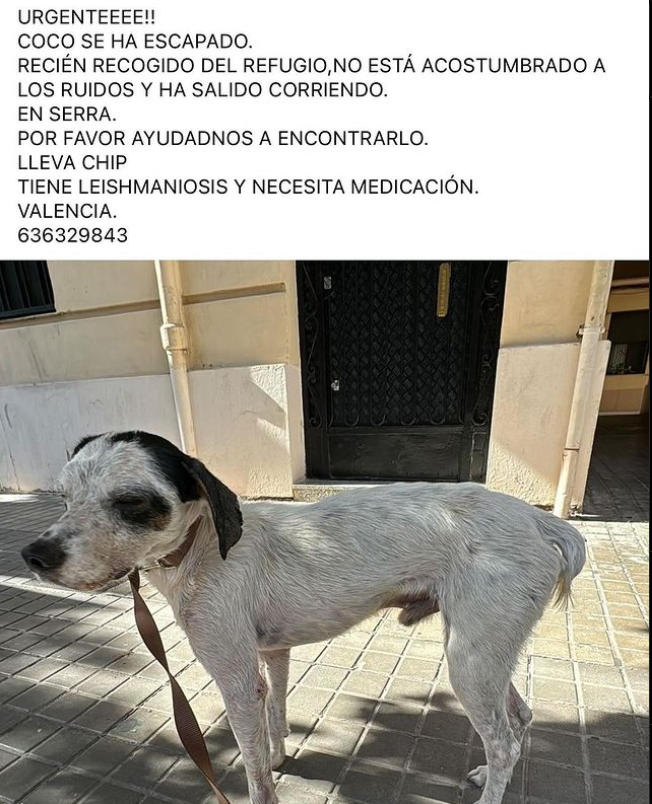 siviaromera1's tweet image. Lo han recogido del refugio pero al no estar acostumbrado a los ruidos se ha asustado y se ha escapado 😓si alguien lo ve por favor que contacte con él 📞636329843 🙏🙏tiene leishmania 😓
#perrosdanavalencia
#animalesperdidosdana2024
