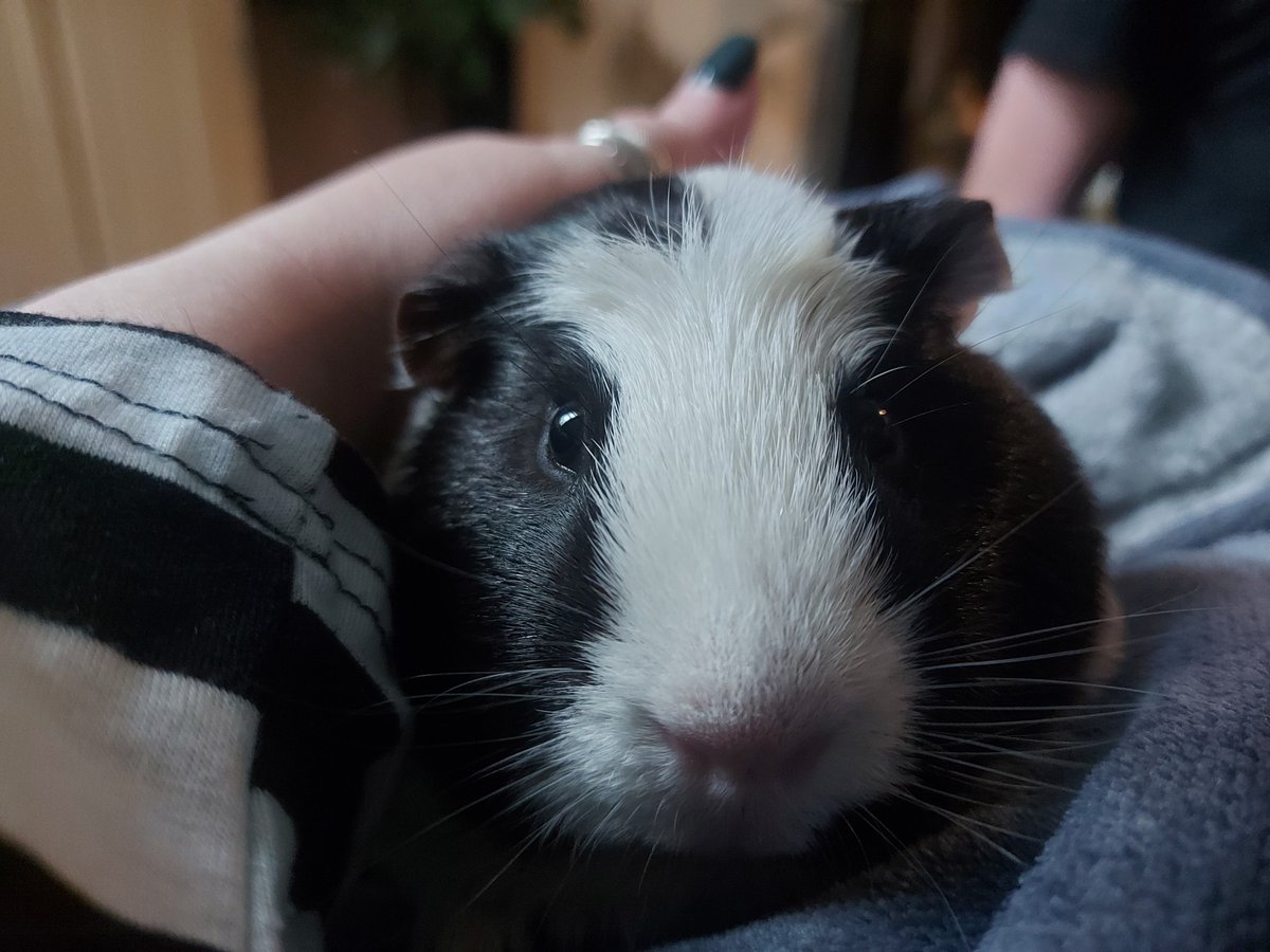 Roll_It_Bex's tweet photo. How cute is my little Theo! https://t.co/Irw2sEkQCA