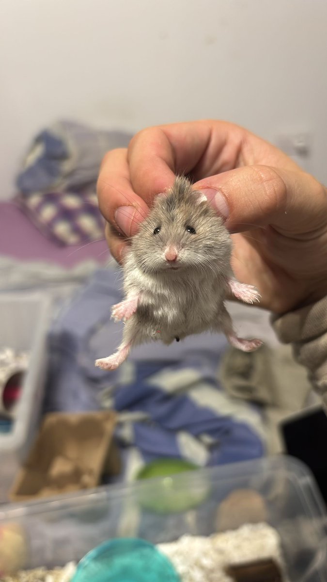 LOS CONEJOS ESTÁN COLOCADOS GENTE ‼️‼️‼️ 
Os iré informando de los hamsters, aún no es oficial pero creemos que tenemos esto: