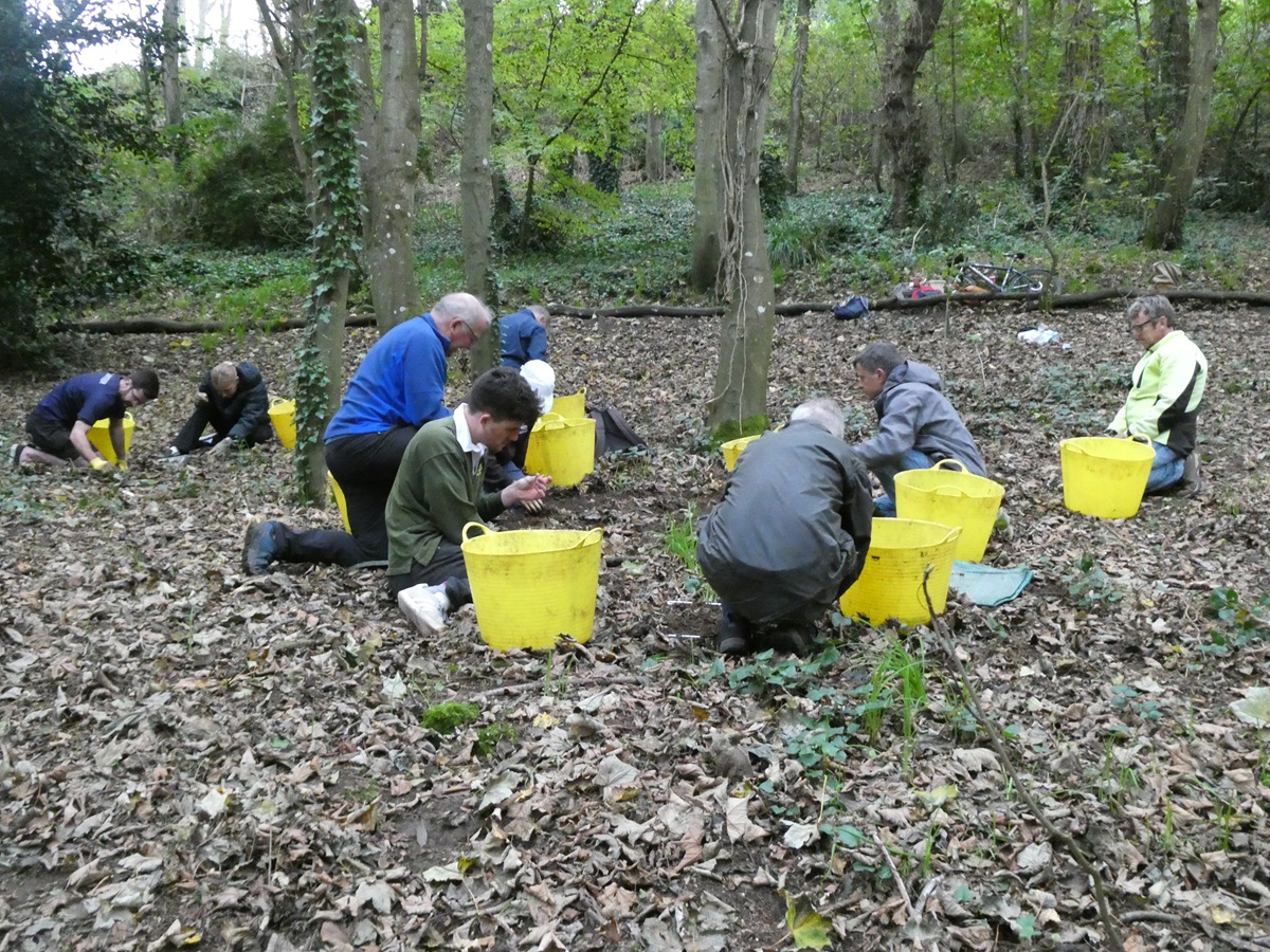😁 Great to get thousands and thousands more Stinking Onion bulbs out of the ground in Bluebell Wood on Saturday morning!😁
Six more work parties in November then we've finished for another year. Can you make come along and make a difference? 🫳🫳 The Bluebells will thank you.🥰
