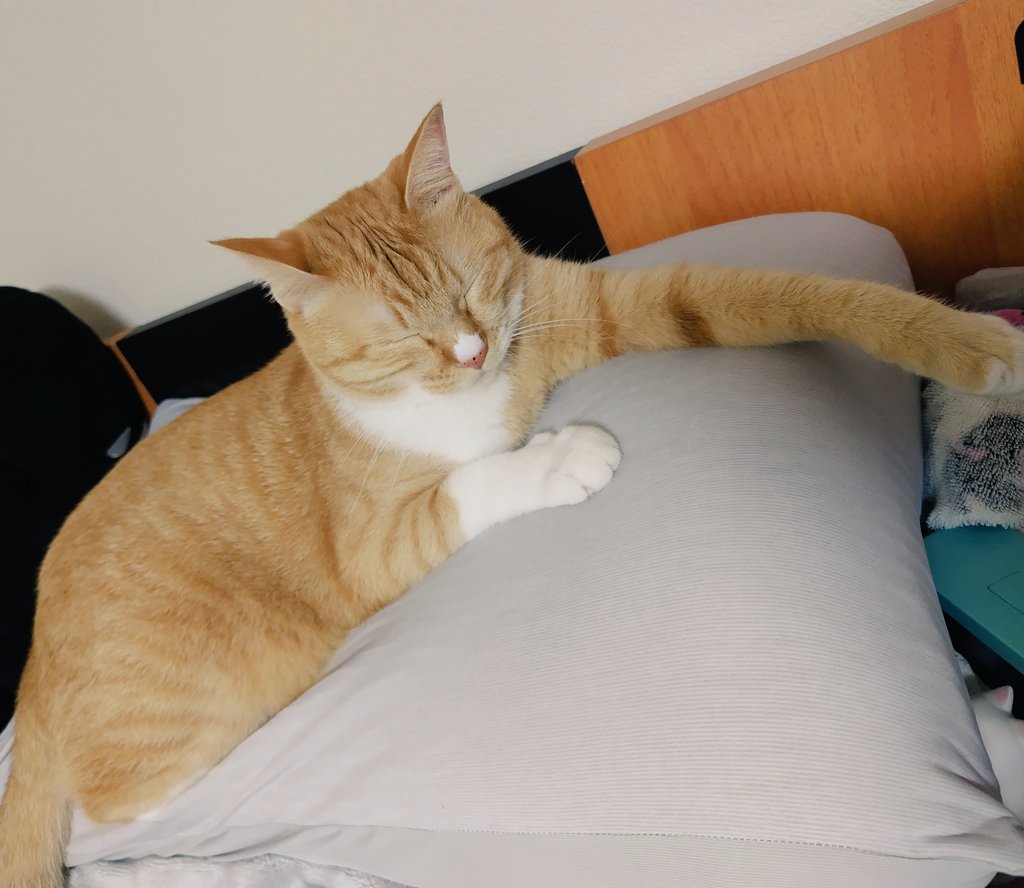 飼い主の枕占領猫