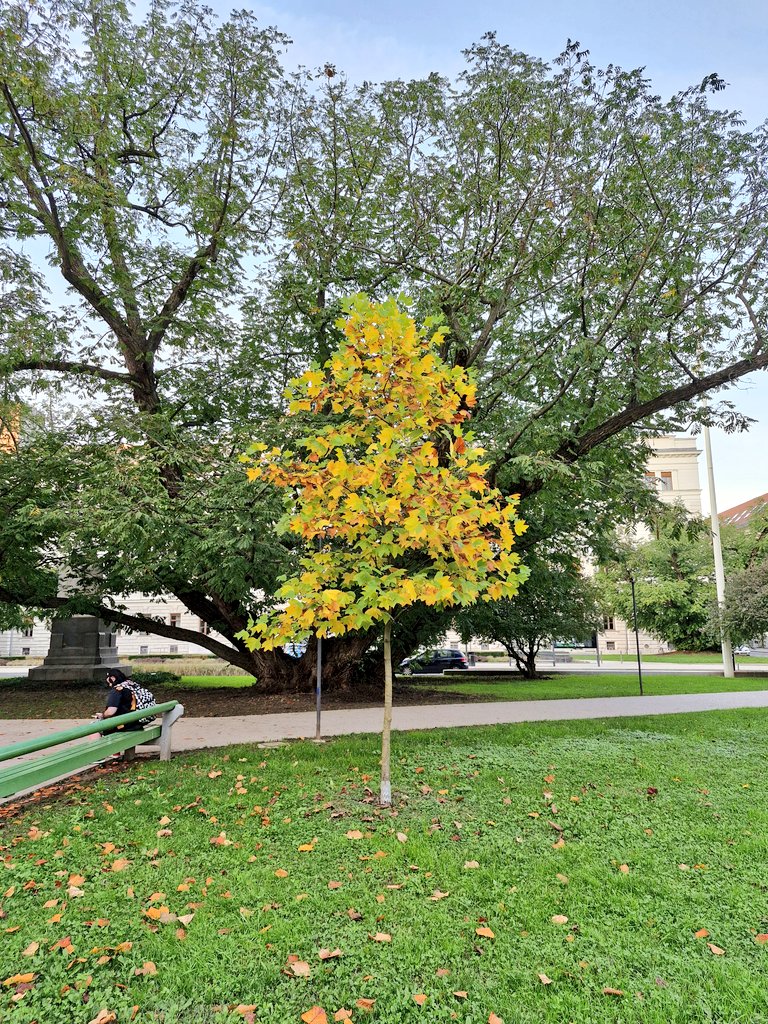 ❤️💚☀️🍂🍁