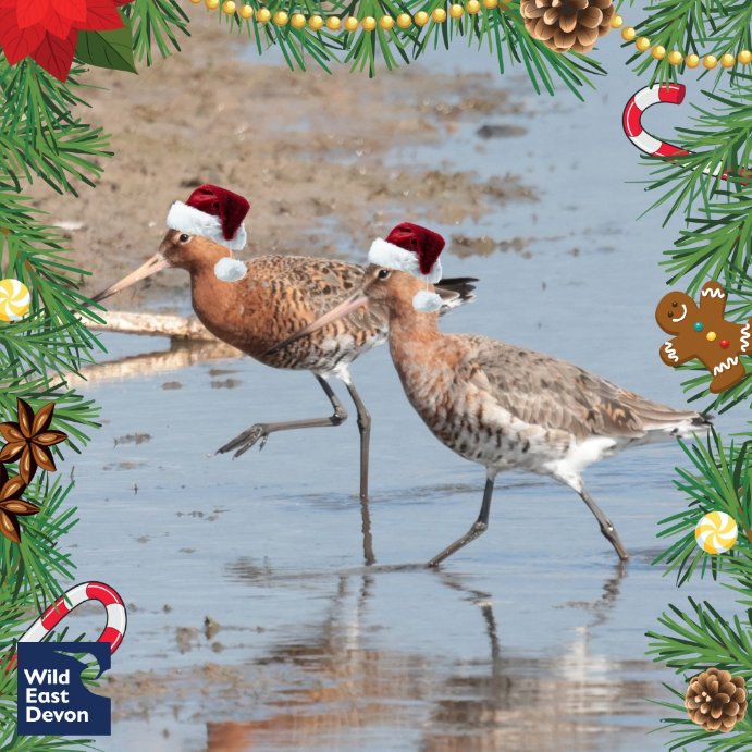❄️ Christmas Guided Walk at Seaton Wetlands ❄️ 

Saturday 30th of November 10am - 12pm £10

Join us for a lovely Christmas guided walk around our gorgeous nature reserve. Hot drink and mince pie included!

Only £10

Book Event Detail (wildeastdevon.co.uk)