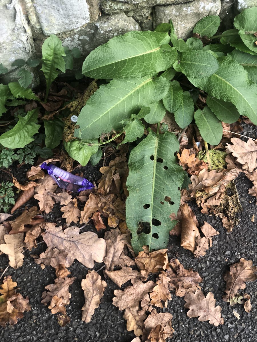 stillphosphor's tweet image. What kind of person puts Parma Violets out for trick-or-treaters in 2024? #Halloween