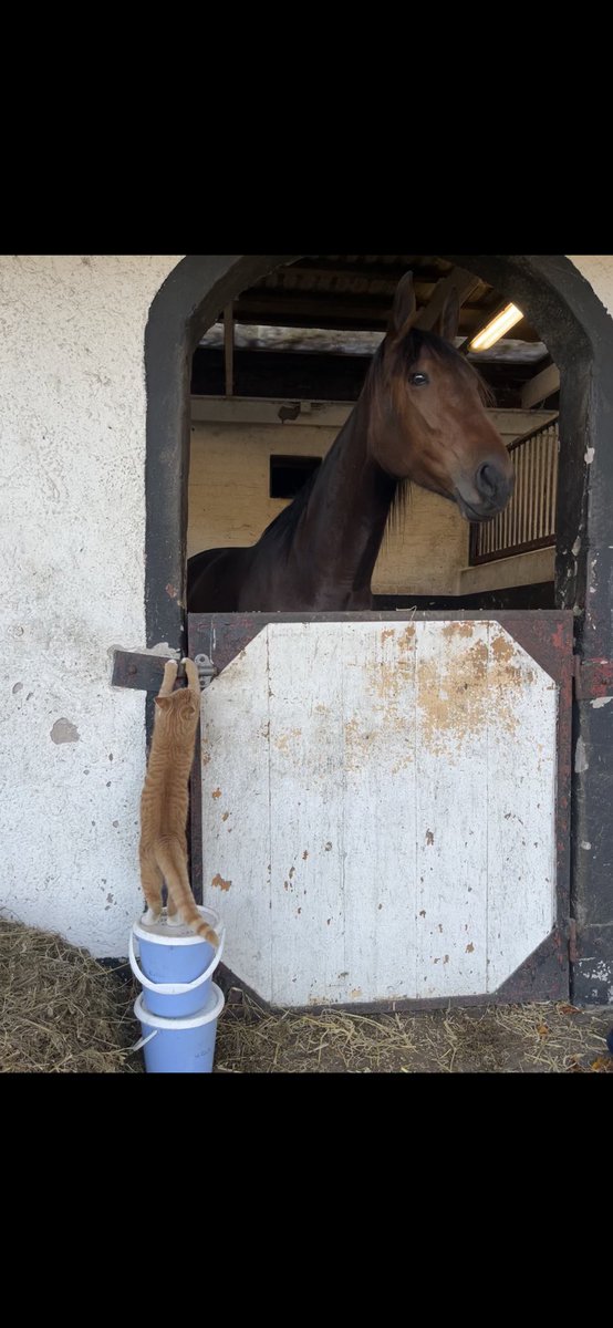 När man så gärna vill ha uppmärksamhet 😂❤️