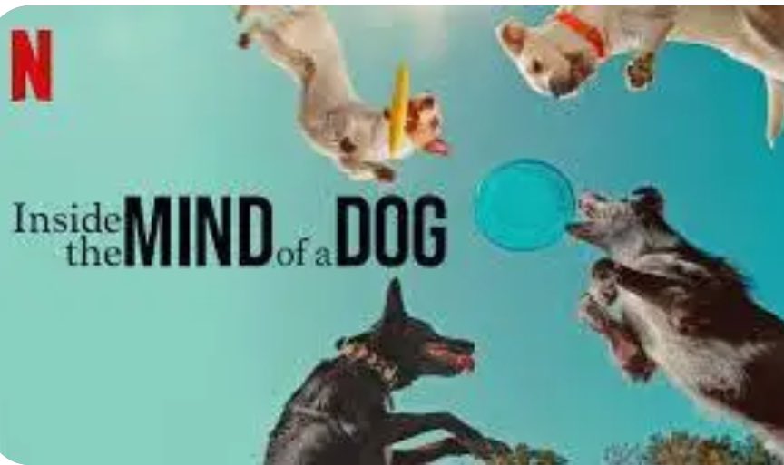 TriciaTeacher's tweet photo. Watch Inside the Mind of a Dog on Netflix  🐕 #giantdogs #petpsychic #nde https://t.co/GnEtx6aTDE via @YouTube https://t.co/giJu8L1XrT