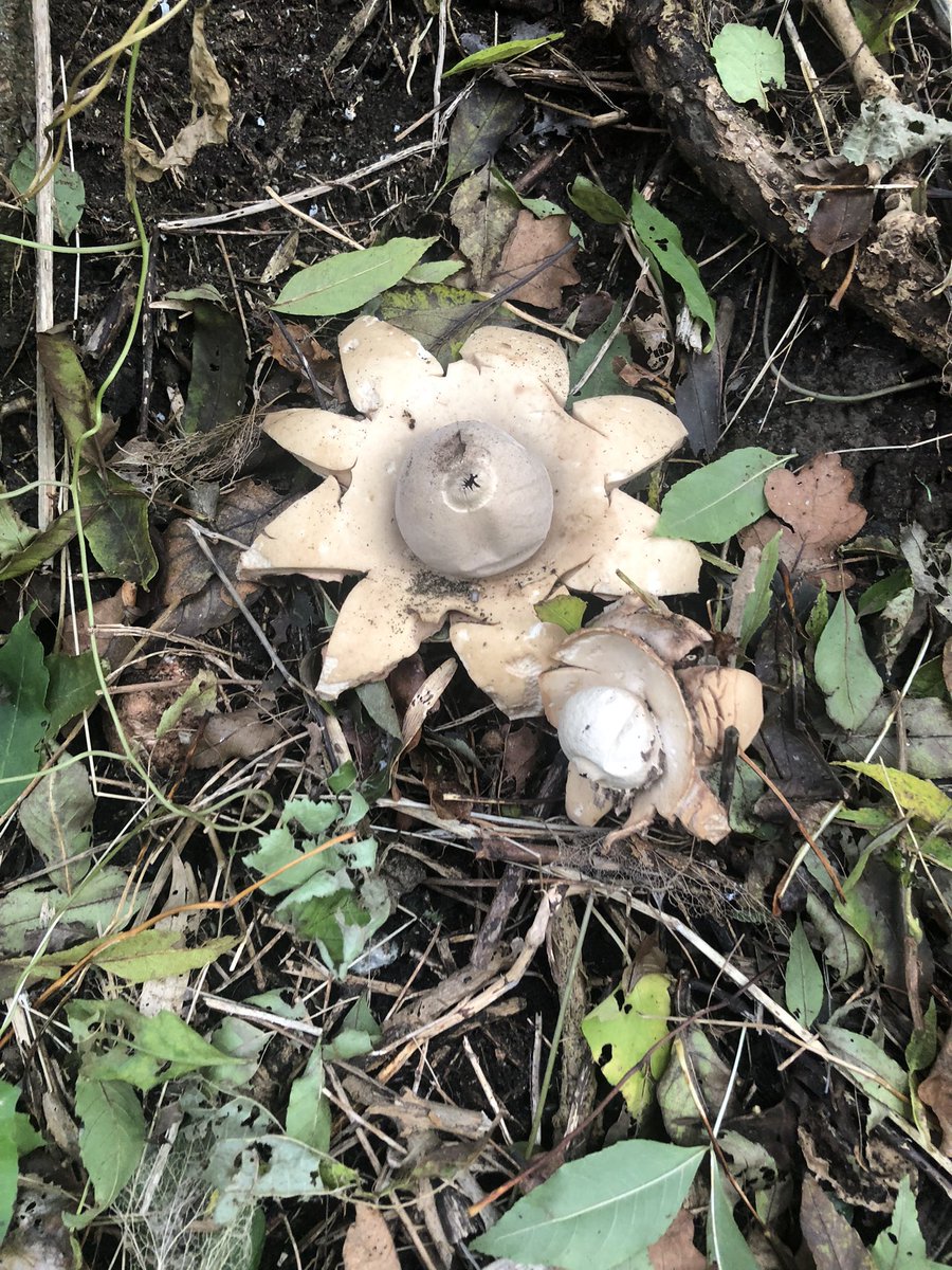 stillphosphor's tweet image. In other news, I also found this rather spectacular fungus #fungi