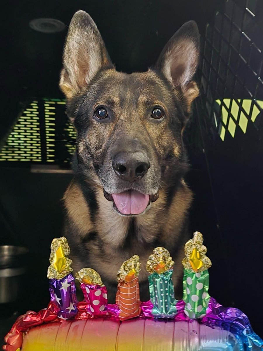 DenverSheriff's tweet image. This talented boy just turned NINE years old!! 🎂 Help us wish BOLO a very happy birthday. 🐕‍🦺 #SaturdaySparkOfJoy 💙. #DSDEst1902 #WorkingDogsOfTwitter
