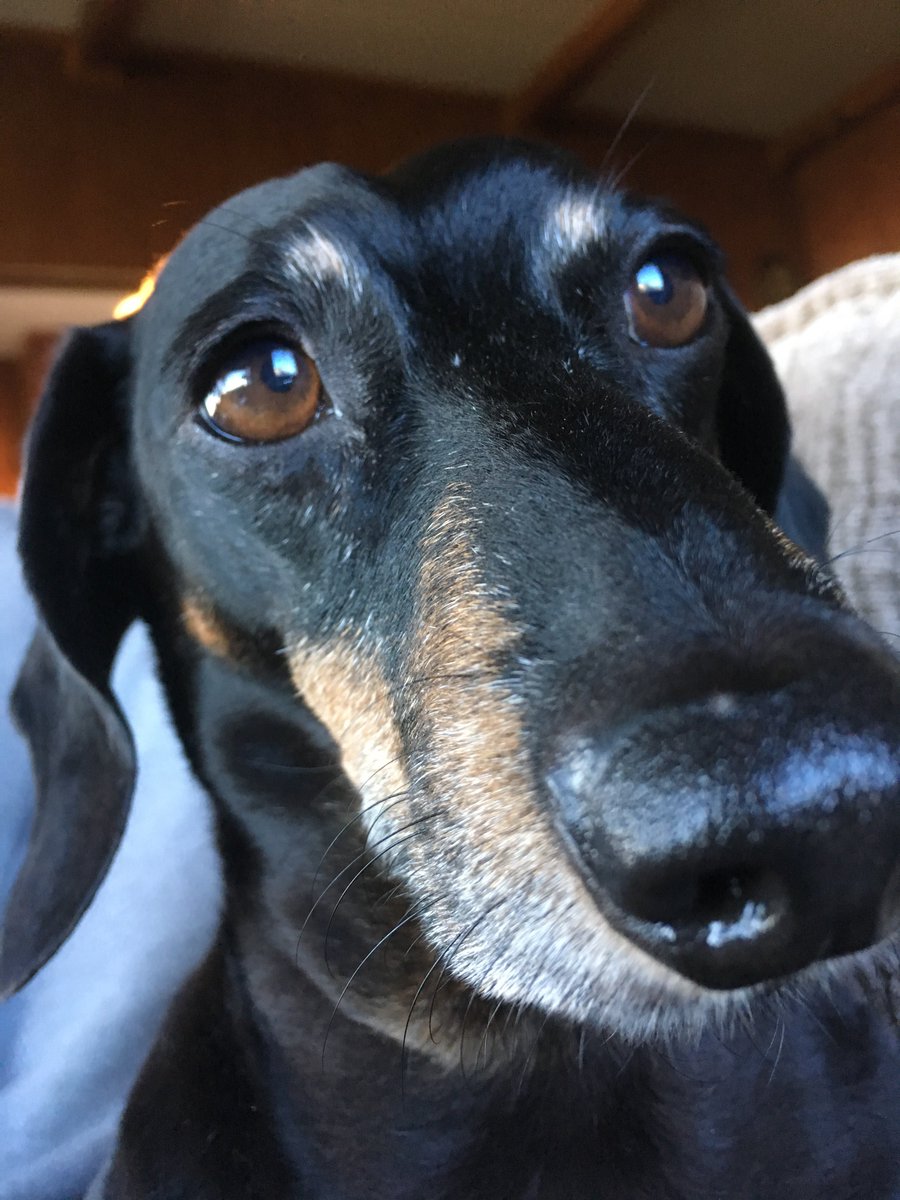 DachshundWizard 🧙‍♂️ tweet media