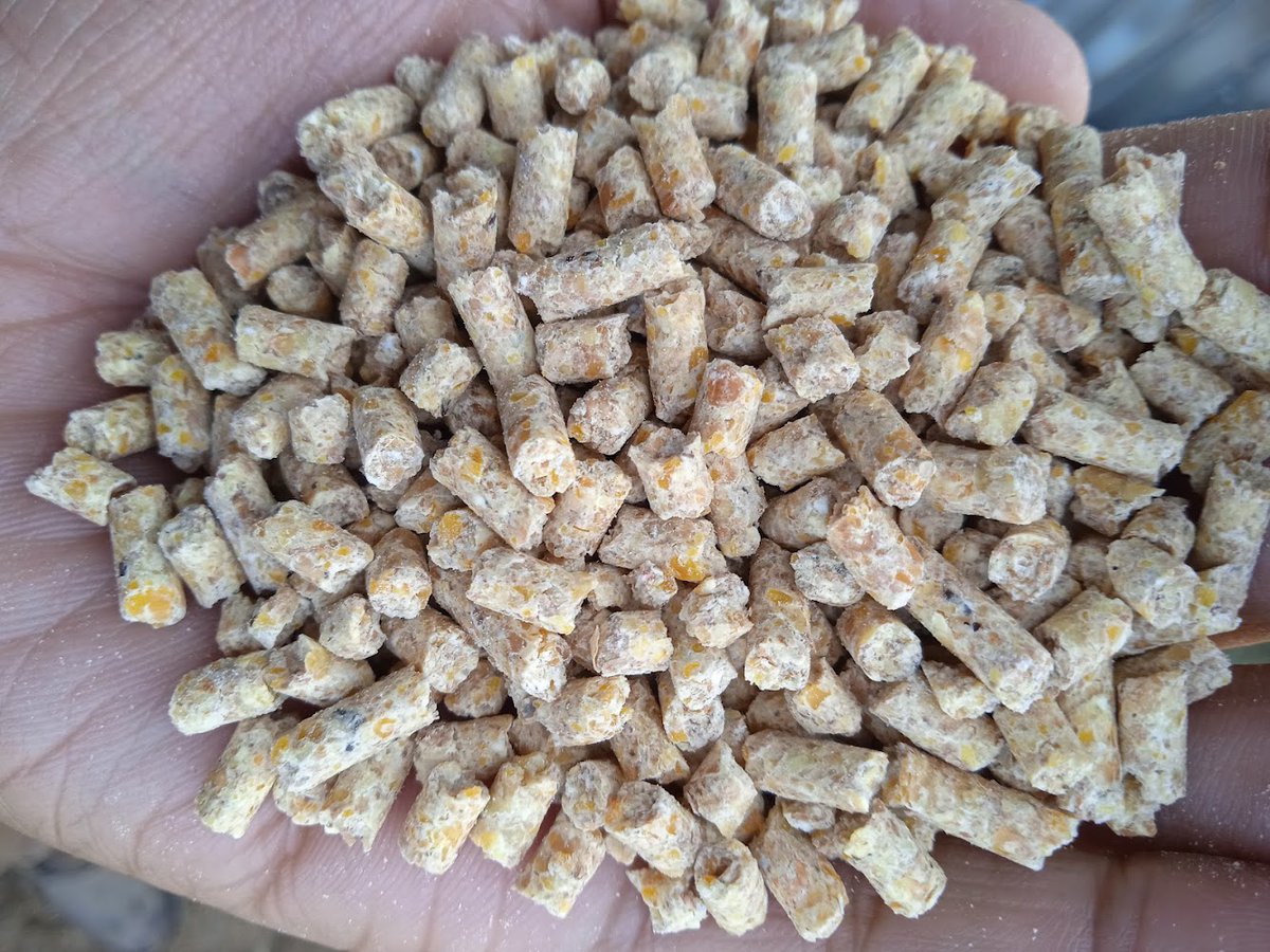 IGIFARU_OKAZIYO's tweet photo. In poultry farming, profitability is challenging without producing your own feed from scratch. Simply mixing ingredients isn’t enough; reliance on commercial feed keeps farmers dependent on and ultimately working for feed producers. https://t.co/RleieYOcNp