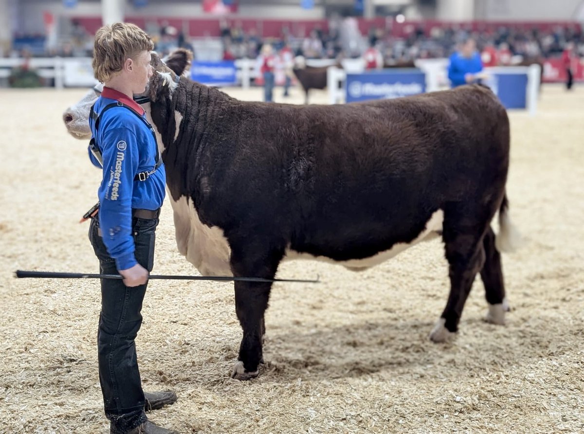 RobFlackEML's tweet photo. One of the many highlights of today at the @THERAWF is the Hereford Show 🐮

The #RAWF102 continues until Nov. 10th, get tickets at: https://t.co/j6oXGjGwBx! 🎟️

#OntAg #CdnAg https://t.co/kCzF4jMupp