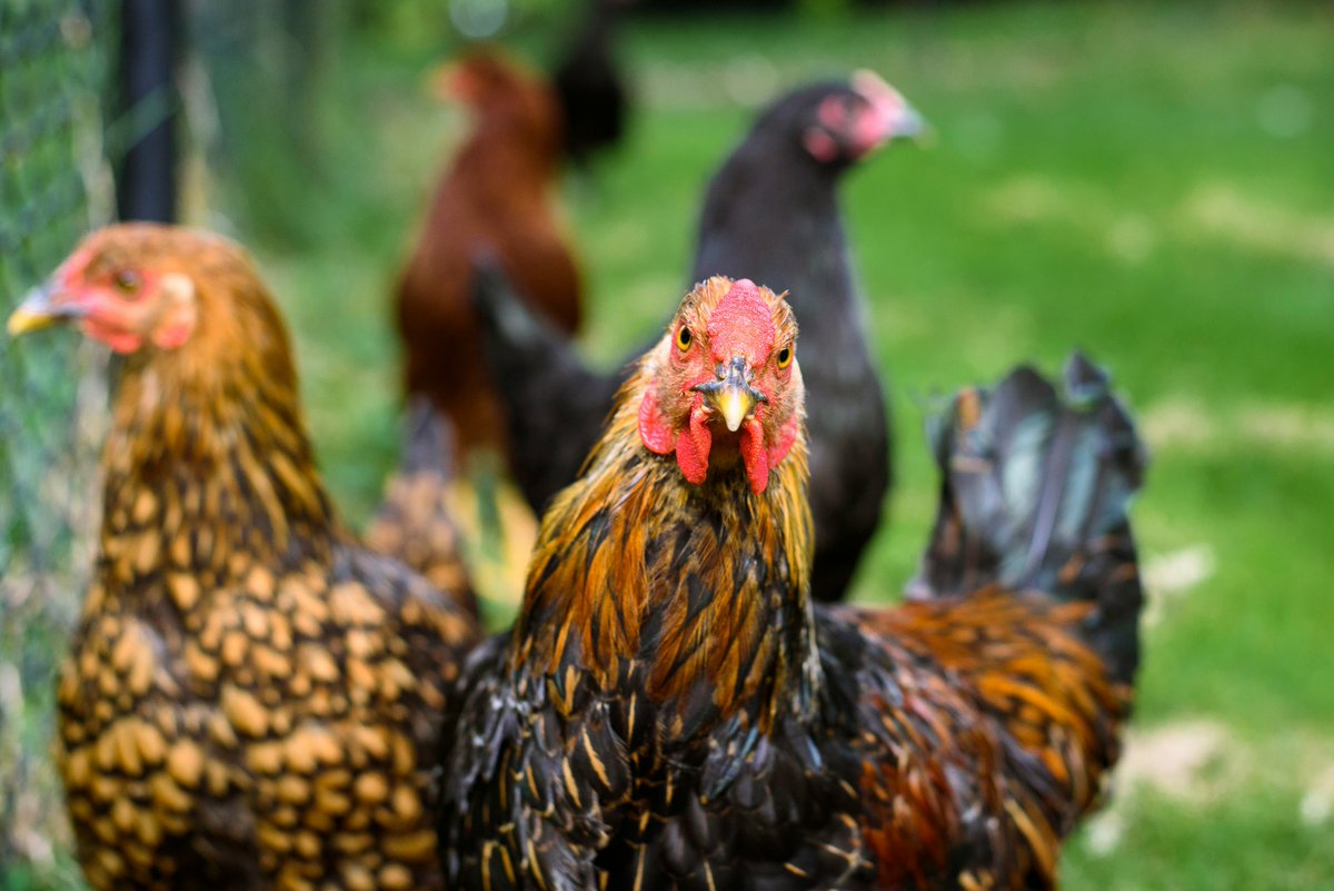 📢 New interview with Vesa Hautala from Christians for Impact! 

Discover why animal advocacy is a top focus, how faith shapes their mission, and what  steps Christians can take to help animals. 🐾🌍

Read here 👉 sarx.org.uk/articles/chris…

#AnimalAdvocacy #FaithInAction