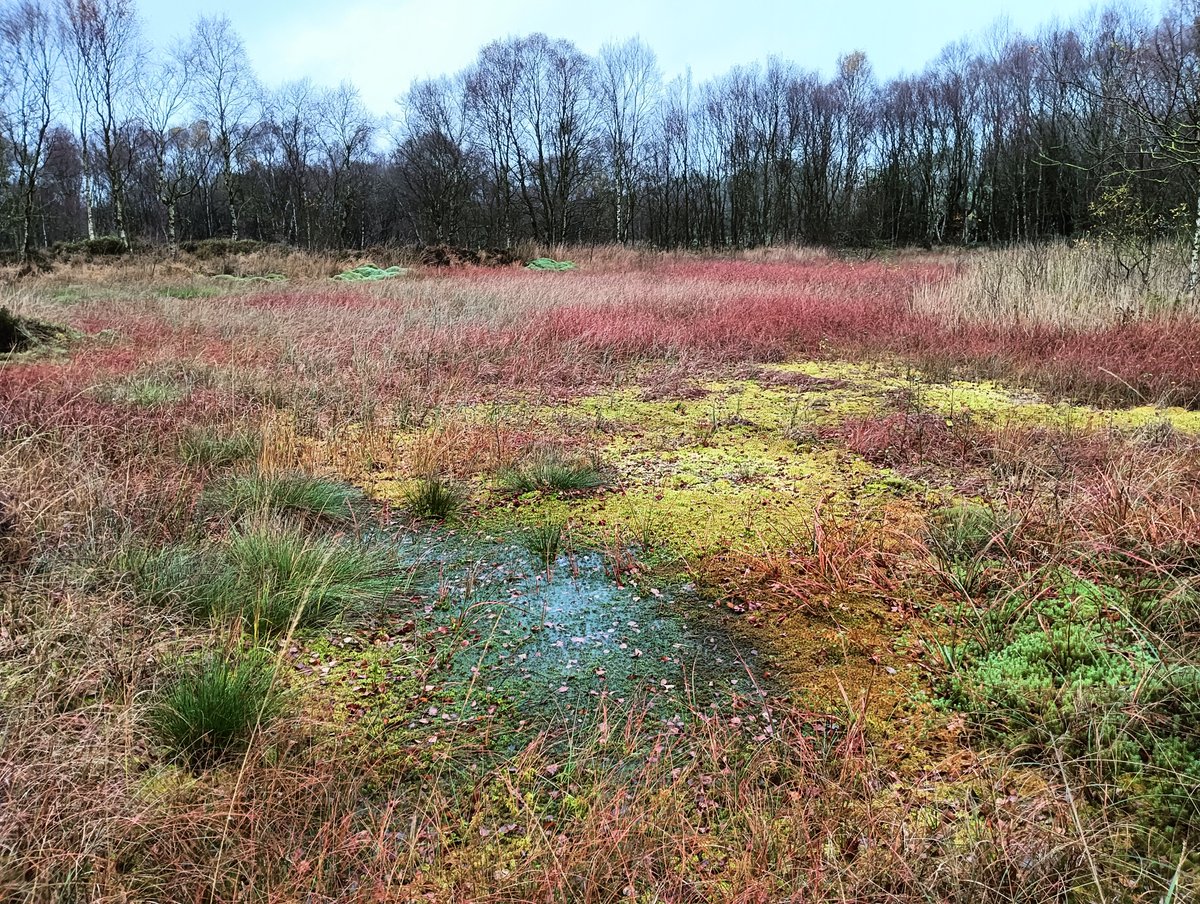 When it comes to Winter colour,#bogs #wetlands are where it's at.