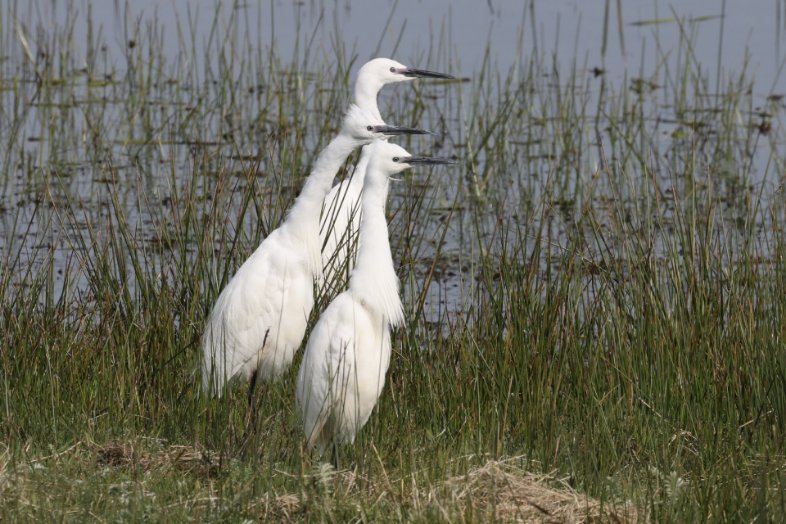 🤪 Some Sunday fun 🤪 

Caption this...

Leave your captions in the comments 👇🏼 

#wildeastdevon #littleegrets #whataretheylookingat #captionthis #wildlife #nature #devon