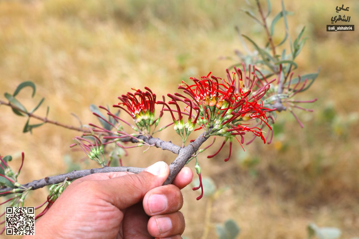 علي بن أحمد الشهري | Ali ALShahri tweet media