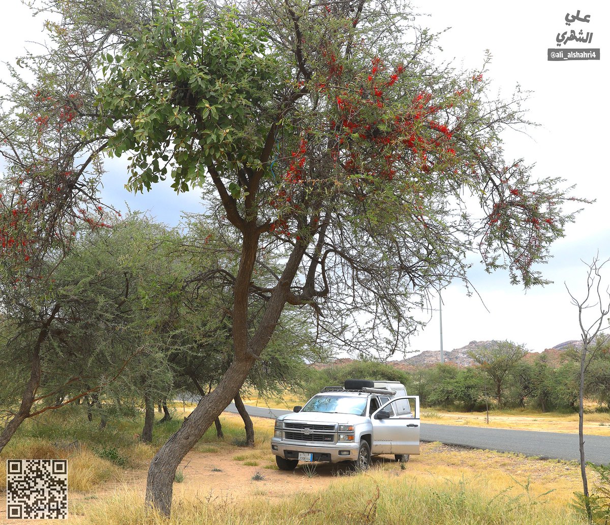 علي بن أحمد الشهري | Ali ALShahri tweet media