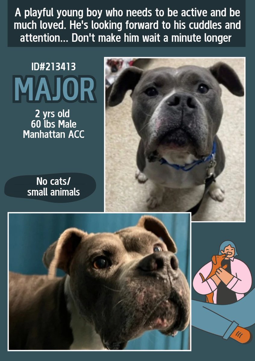 anja_brckner3's tweet photo. Young #Major is a #NewIntake at #NYCACC and looking forward to #meet you 🩵
He can't wait to get #cuddled and #loved 🩵 but also to #play and #run ⛹🏻♀️🥏
Please #FOSTER or #adopt
#Pledge4Rescue 🙏🏻
https://t.co/WRw5kCXsbX https://t.co/gp8XbdIjM8