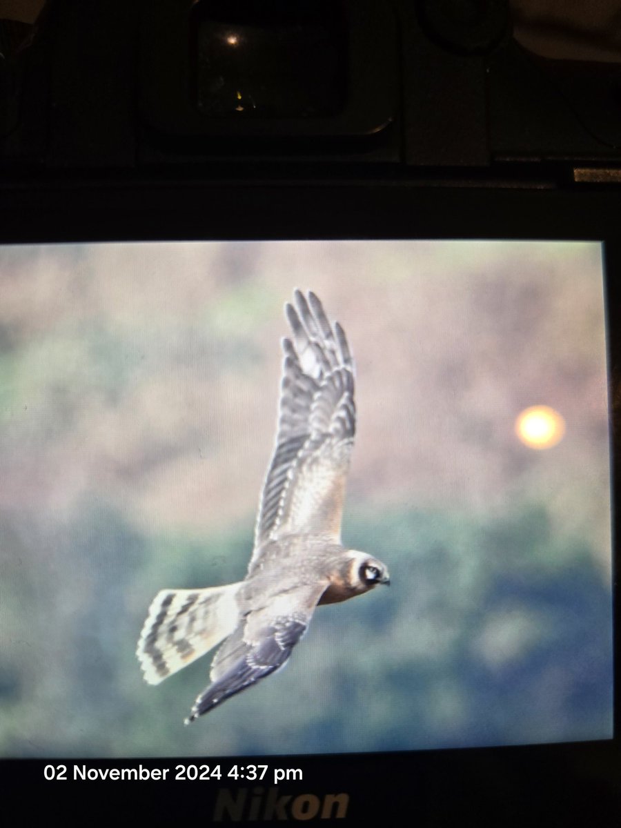 Any help with ID? I believe it is a Pallid Harrier seen on Dartmoor today #devonbirds #wildlifeindevon