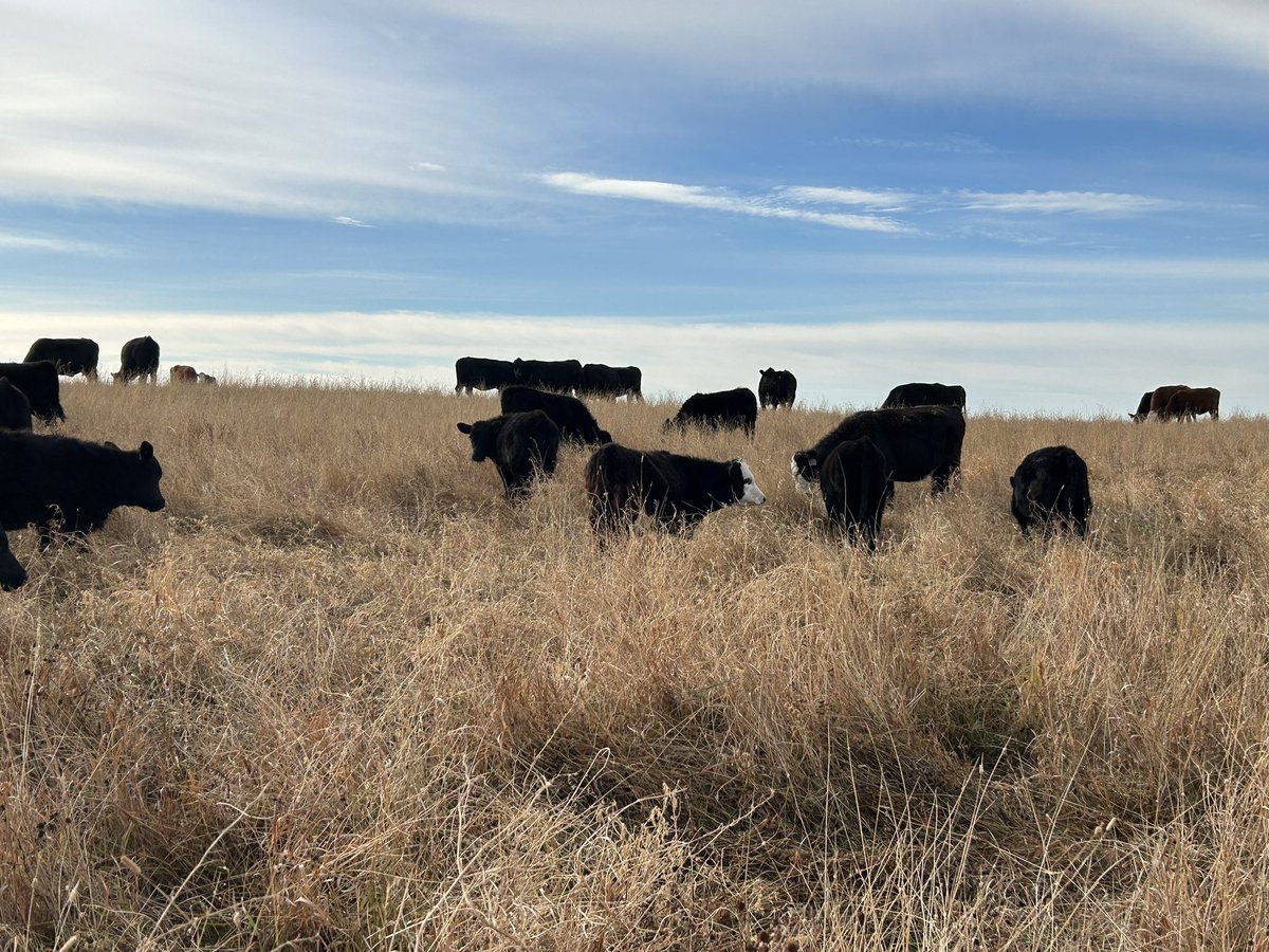 The weaning process begins. 10 day trip home getting a good taste of what they will be eating when mom heads back out. Always love looking at the calves at this time fat and sassy with a good winter coat. #ranchlife #lifeisgood