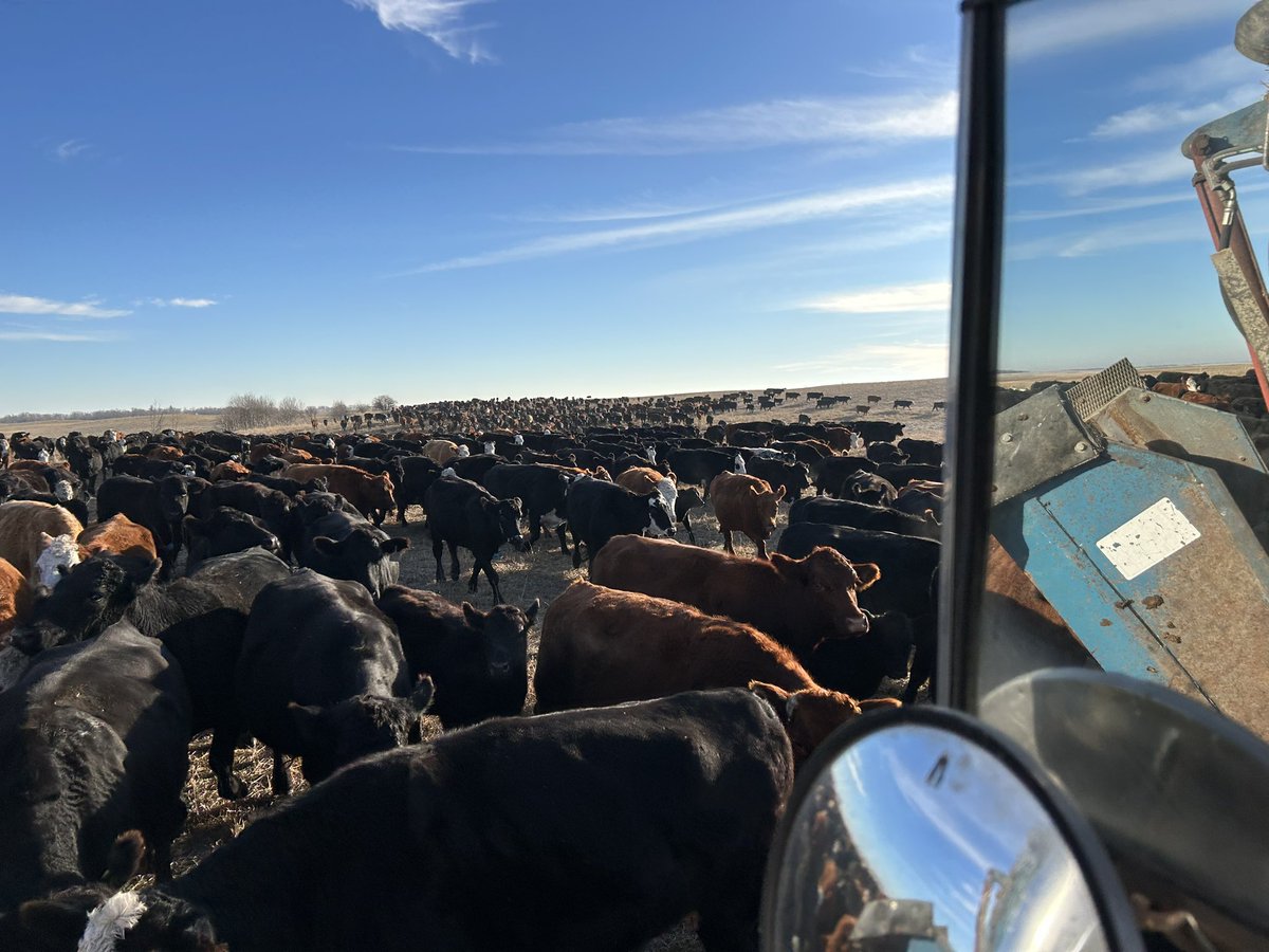 teetwodmt_duane's tweet photo. The weaning process begins. 10 day trip home getting a good taste of what they will be eating when mom heads back out. Always love looking at the calves at this time fat and sassy with a good winter coat. #ranchlife #lifeisgood https://t.co/57b1qloJyq