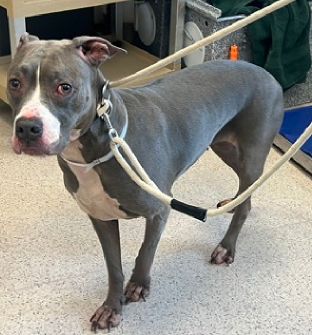 TAV4ACCMedicals's tweet photo. Storm 213012
Kill Command 
#NYCACC 
She is just 4 yrs old
Fearful and whale eyed
Not being given a chance
Storm needs a hero now!
#Pledge4Rescue #foster #adopt https://t.co/gQlYyo6IEq