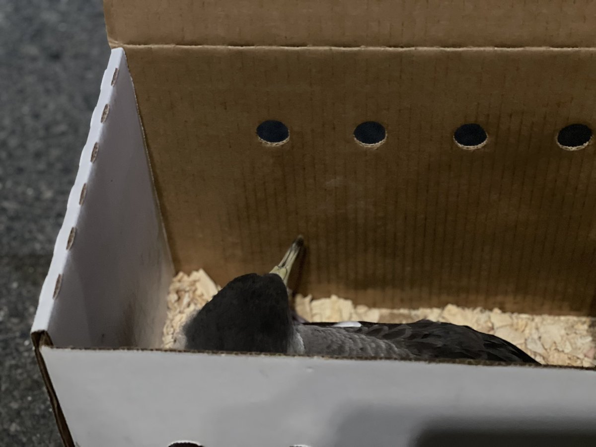 ⚓️Anoche nos sumamos a las iniciativas emprendidas por colectivos de apoyo a la pardela cenicienta, apagando los <a href="/PuertosCanarios/">Puertos Canarios</a> de Agaete y Vueltas.

Con esta acción, favorecemos que los polluelos no se desorienten con la luz y puedan emprender su primer vuelo.