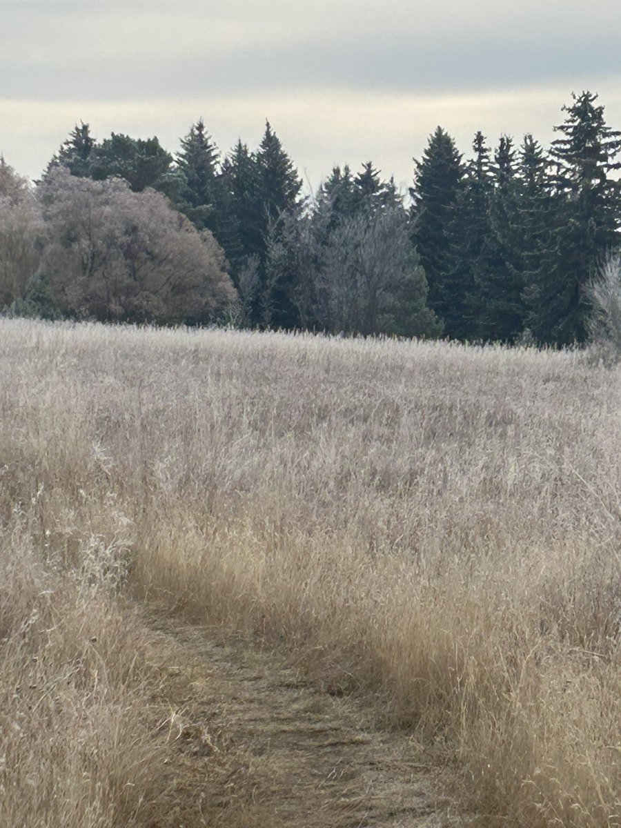 Walking my headache away - definitely brisk this morning