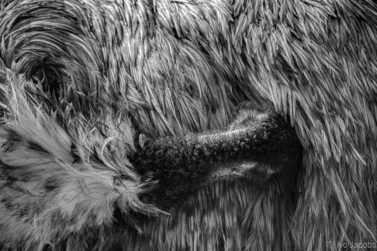 Ivo_Jacobs_'s tweet image. Preening emu
Taken at Ystad Zoo