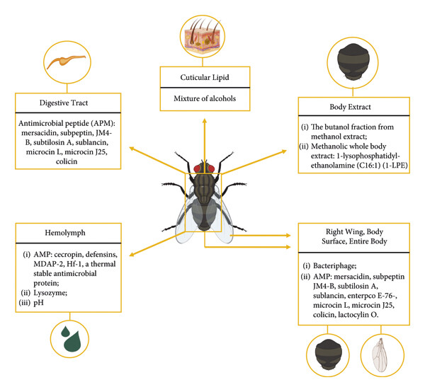 Rasulullah ﷺ bersabda: 

“Apabila ada lalat jatuh ke dalam minuman seseorang di antara kamu, maka benamkanlah lalat itu kemudian keluarkanlah, sebab pada salah satu sayapnya ada penyakit dan pada sayap lainnya ada obat penawar.”

Aku sampai studi literatur ke riset terkini 👇👇