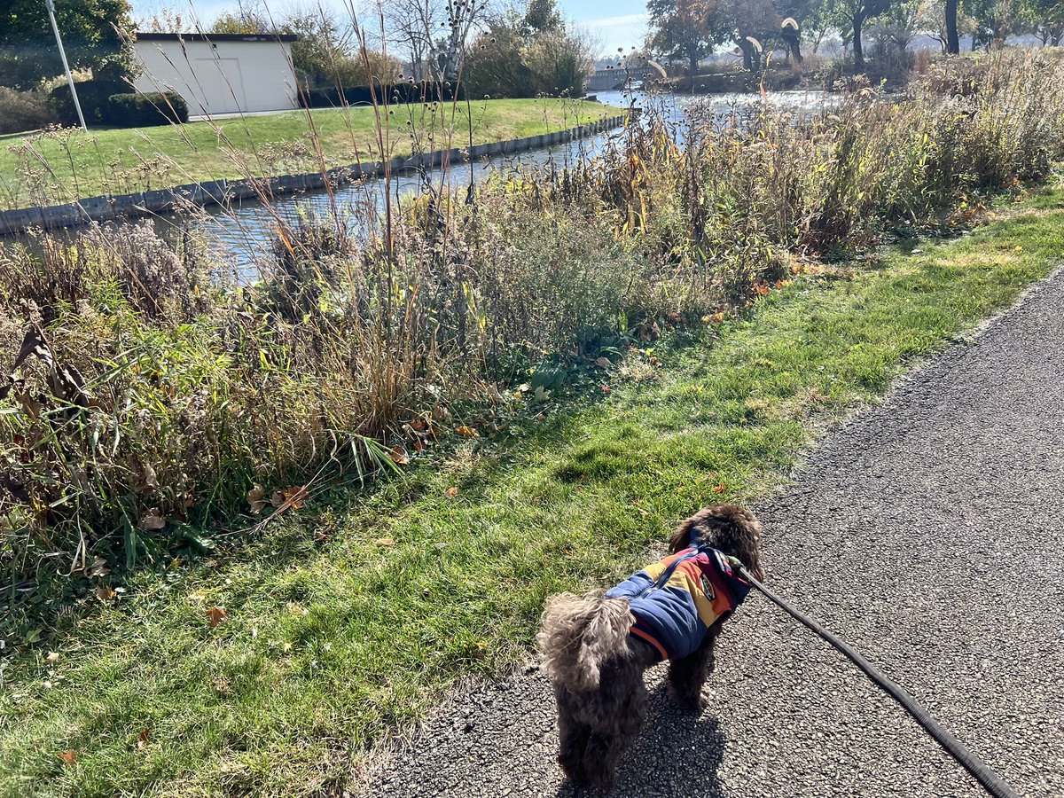 Mschroeder6's tweet photo. Soak up the sunshine @NSSD112! #dogsof112leads #112leads https://t.co/qKshQLA4EK