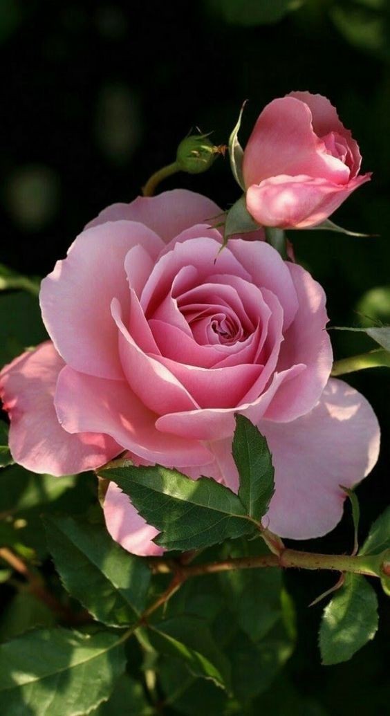 JuAdi84673761's tweet image. النقاء الحقيقي

#حساب_يستحق_المتابعة 👇🏻👇🏻

🌹 @taj_alnisa  💖

💙¸¸.•*🔵

#good_vibes 

🔷#follow
#follow 🔷

    ..❥ 🔵❥. . 
      *＼|／*
         💙
🔷*•.¸¸¸.•*🔷🔹
┊　┊┊🟦
┊　💙🔵
  💙🟦
🔷 
🔹

#جنون_الحرف

 ❀🔵❀ 
┊┊┊⇣♡
┊┊⇣♡
┊⇣♡
 ♡
🔵