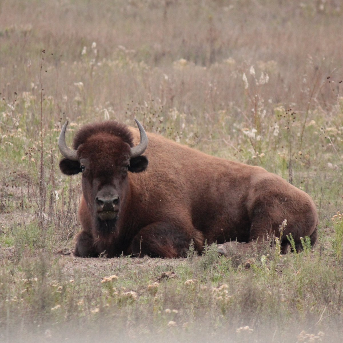 armandbayou's tweet photo. Today is #NationalBisonDay & it is also National #NativeAmericanHeritageMonth. For thousands of years, Native Americans relied heavily on #bison for their survival & well-being, using every part of the bison for food, clothing, shelter, tools & in ceremonies.#NationalMammal https://t.co/GYW9E6Nhq6