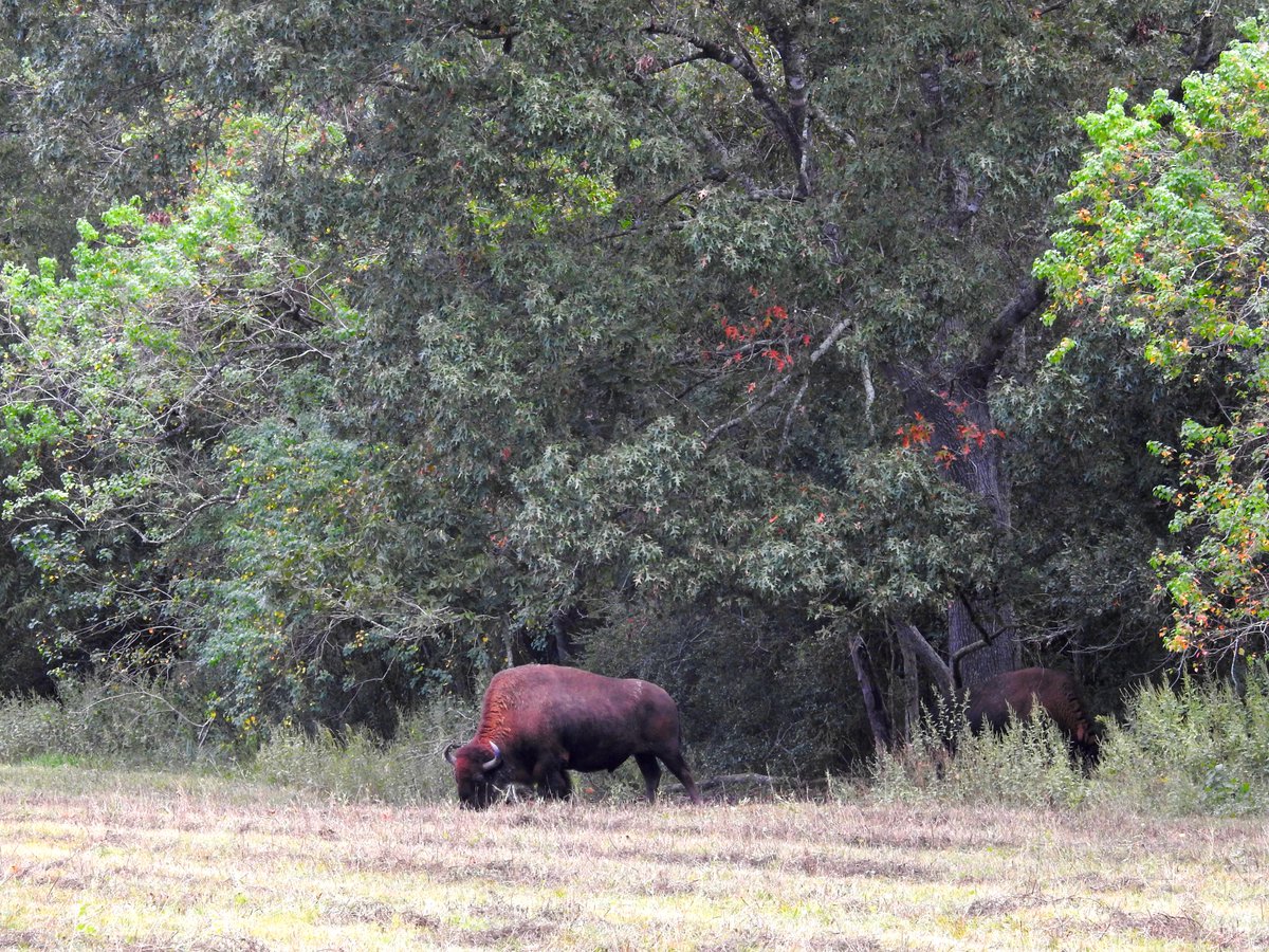 armandbayou's tweet photo. Today is #NationalBisonDay & it is also National #NativeAmericanHeritageMonth. For thousands of years, Native Americans relied heavily on #bison for their survival & well-being, using every part of the bison for food, clothing, shelter, tools & in ceremonies.#NationalMammal https://t.co/GYW9E6Nhq6