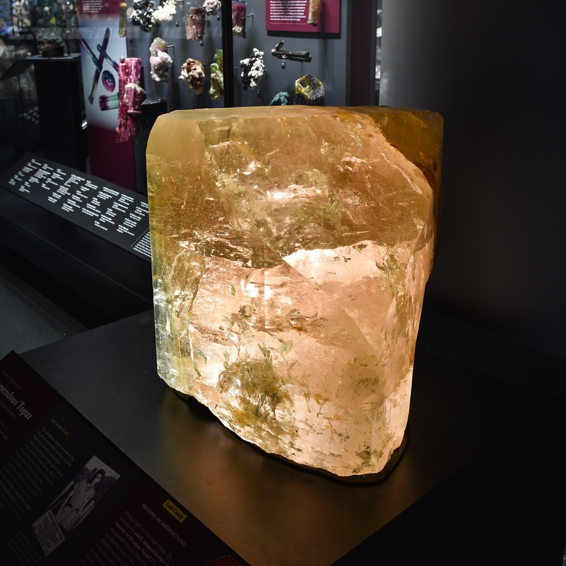 American Museum of Natural History tweet media