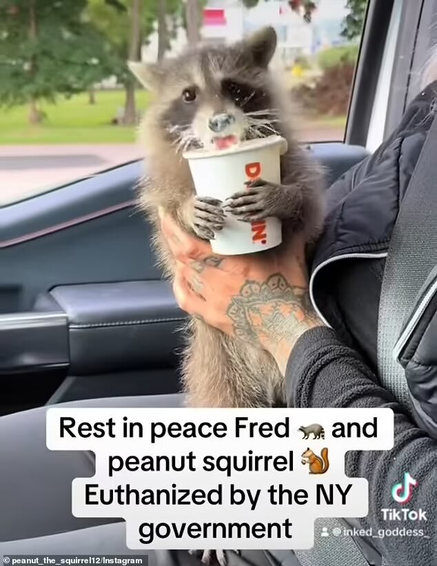Everyone is talking about Peanut the Squirrel...

But Fred the Raccoon lost his life in NY this week too.