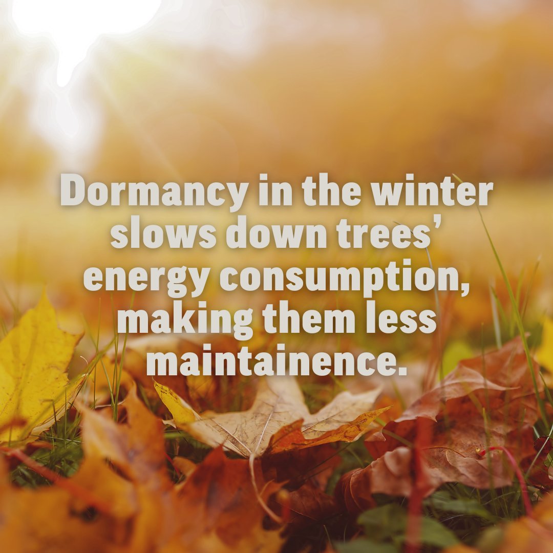 Did you know that fall is the perfect season to plant trees? While spring gets all the planting hype, autumn offers unique benefits that help young trees thrive. 

Grab a shovel, pick a tree, and let’s make our community greener, healthier, and more beautiful.